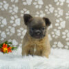 Image of Rocco (Fluffy), a French Bulldog puppy