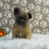 Image of Rocco (Fluffy), a French Bulldog puppy