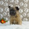 Image of Rocco (Fluffy), a French Bulldog puppy