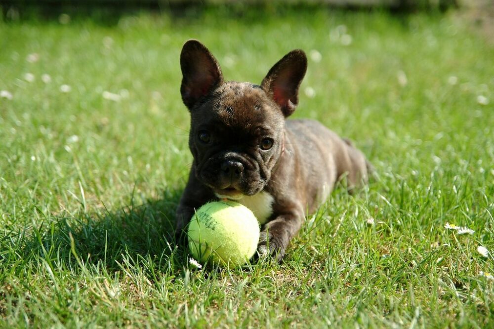 cute french bulldog puppy on the grass