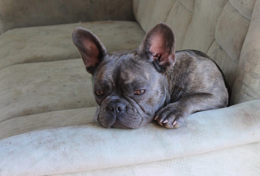 french bulldog sitting on a couch