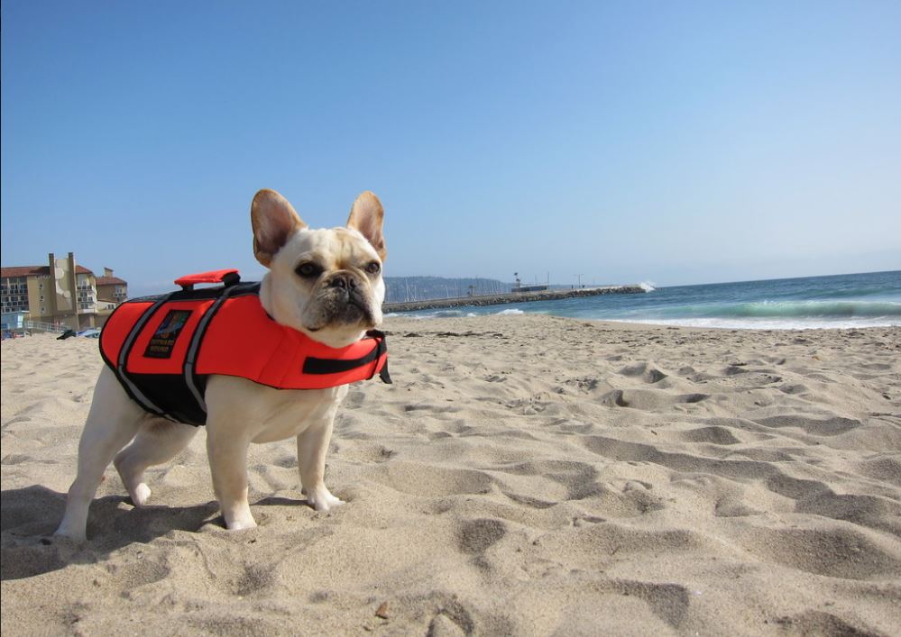 french bulldog wears a life west on a beach