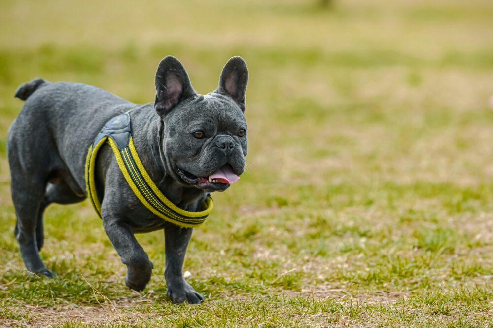 Do French Bulldogs Shed cover image