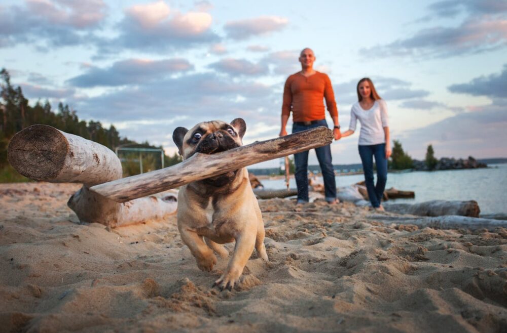 A french Bulldog Running on the Shore with a Wooden Log