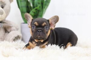 Image of Emma, a French Bulldog puppy