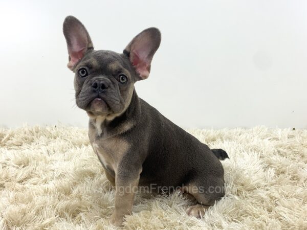 Image of Roger, a French Bulldog puppy