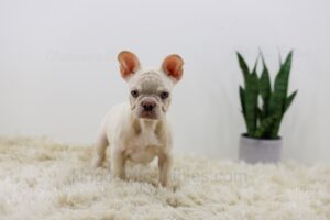 Image of Pongo, a French Bulldog puppy