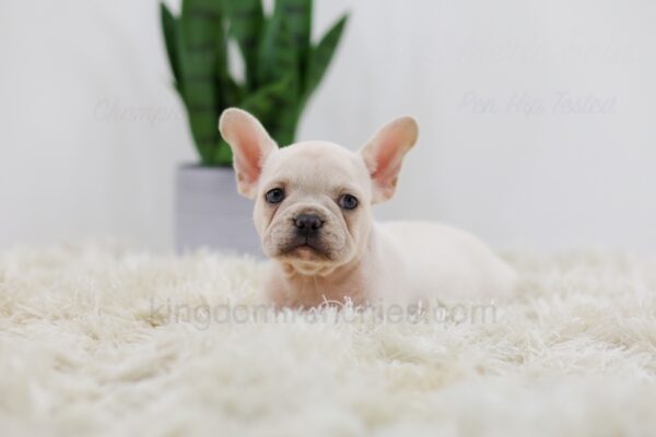 Image of Rita, a French Bulldog puppy