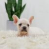 Image of Rita, a French Bulldog puppy