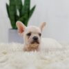 Image of Rita, a French Bulldog puppy