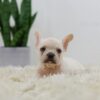 Image of Rita, a French Bulldog puppy