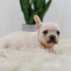 Image of Rita, a French Bulldog puppy