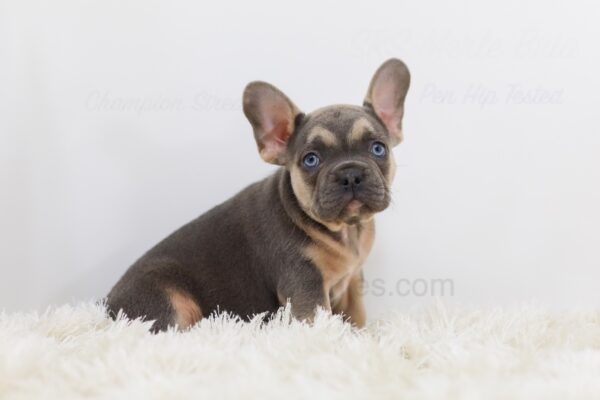 Image of Rhett, a French Bulldog puppy