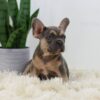 Image of Rhett, a French Bulldog puppy