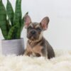 Image of Rhett, a French Bulldog puppy