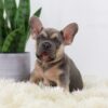 Image of Rhett, a French Bulldog puppy