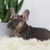 Image of Rhett, a French Bulldog puppy