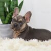 Image of Rhett, a French Bulldog puppy