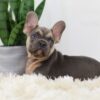 Image of Rhett, a French Bulldog puppy