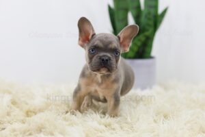 Image of Roger, a French Bulldog puppy