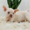 Image of Rosie, a French Bulldog puppy