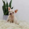 Image of Rosie, a French Bulldog puppy