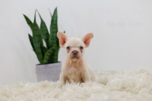 Image of Rosie, a French Bulldog puppy