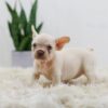 Image of Rosie, a French Bulldog puppy