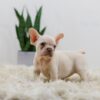 Image of Rosie, a French Bulldog puppy