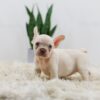 Image of Rosie, a French Bulldog puppy