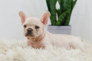 Image of Ruger, a French Bulldog puppy