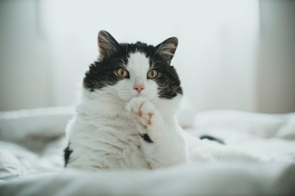 White-and-Black-Cat sitting indoors