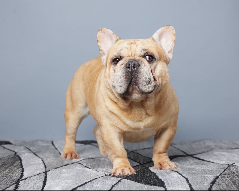 a frenchie puppy standing