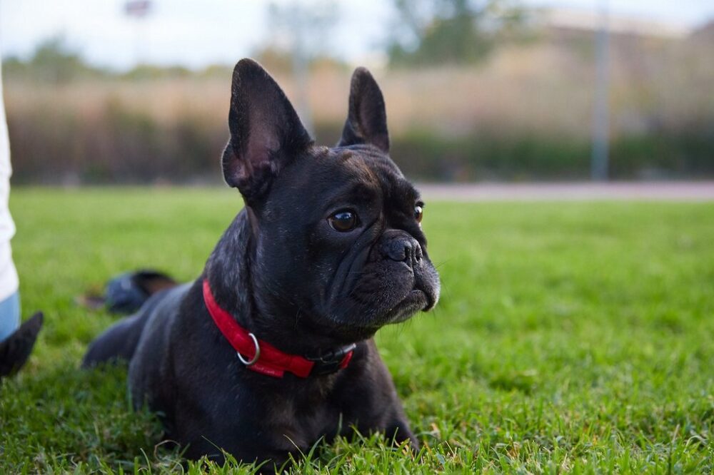 black french-bulldog lying on the grass