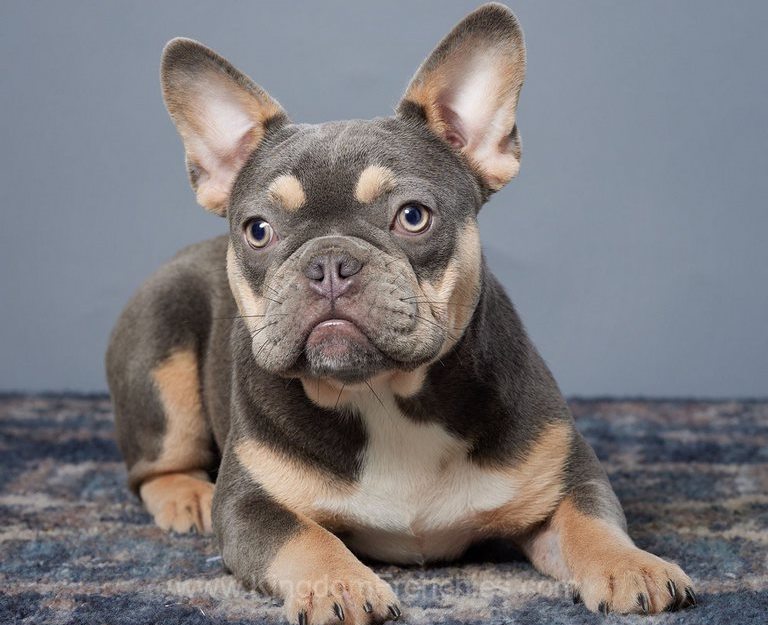 french bulldog posing