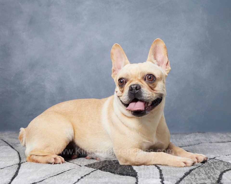 french bulldog sitting