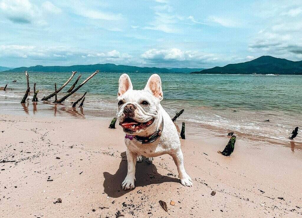 french bulldog panting on the beach