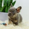 Image of Bailey, a French Bulldog puppy