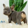 Image of Bailey, a French Bulldog puppy