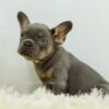 Image of Bailey, a French Bulldog puppy