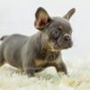 Image of Bailey, a French Bulldog puppy