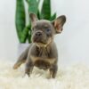 Image of Bailey, a French Bulldog puppy