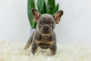 Image of Bailey, a French Bulldog puppy