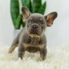 Image of Bailey, a French Bulldog puppy