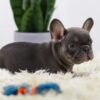 Image of Beans, a French Bulldog puppy