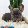 Image of Beans, a French Bulldog puppy