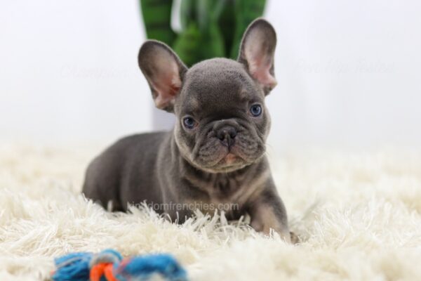 Image of Beans, a French Bulldog puppy