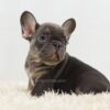 Image of Beans, a French Bulldog puppy