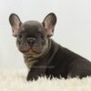 Image of Beans, a French Bulldog puppy