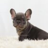 Image of Beans, a French Bulldog puppy